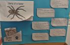 Sixth Class Spider Project
